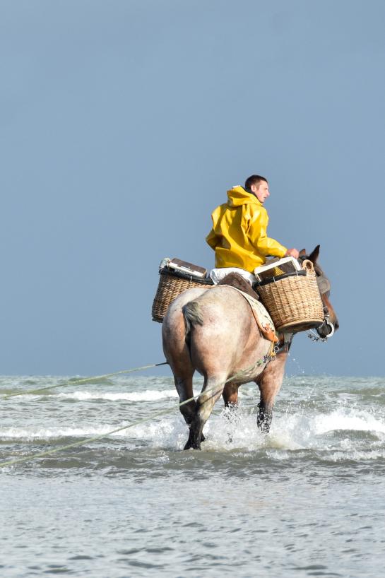 Paardenvisser